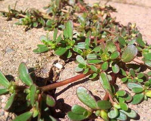 马齿苋呵护心脏健康