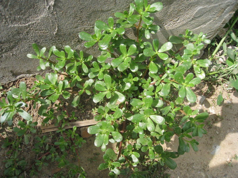 年老体虚不适合马齿苋