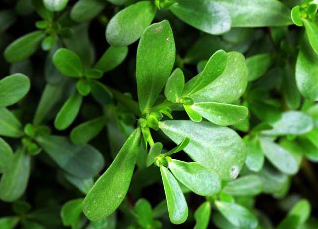 服用鳖甲不适合马齿苋