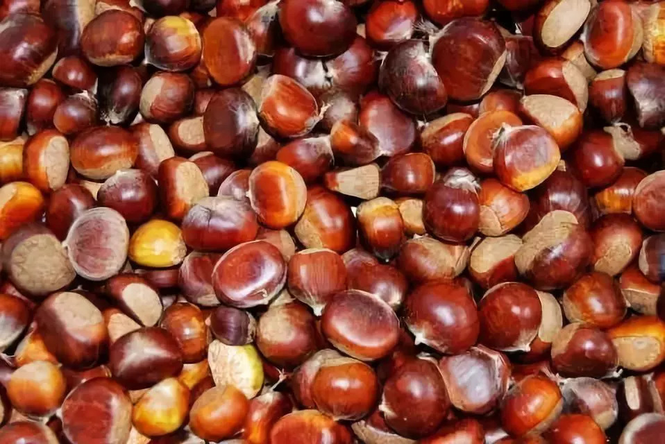 板栗可以活血化瘀