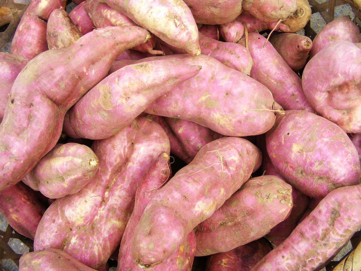 红薯吃太多会湿气