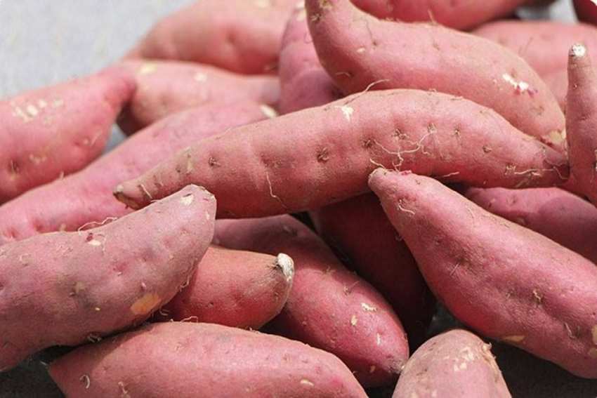 不能和螃蟹一起吃