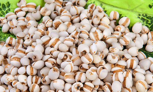  薏米茶虽好，但也不是所有人都能喝