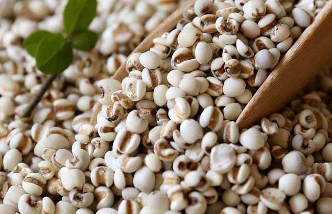 过量食用薏米导致小便增多