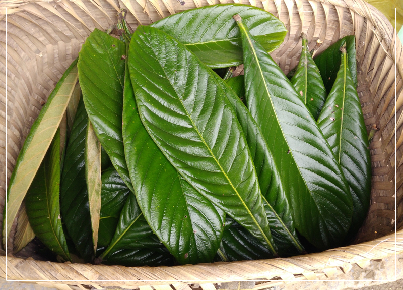 枇杷叶可以抗癌