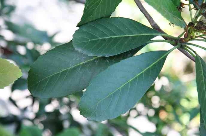 枇杷叶可以镇咳平喘