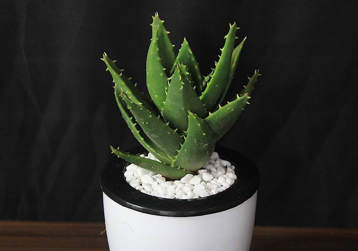 芦荟可以延缓衰老