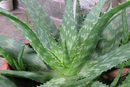 芦荟可以消炎杀菌