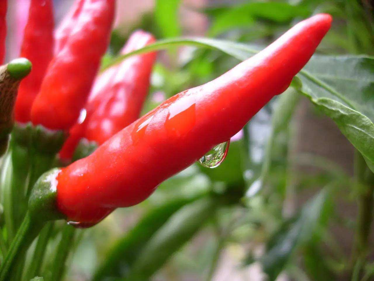 吃辣椒可以预防胆结石