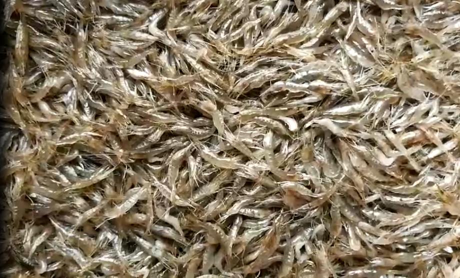 辣椒可以和小虾同食