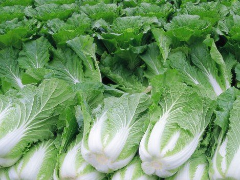 辣椒可以和白菜同食