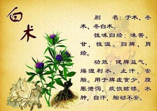 白术的功效