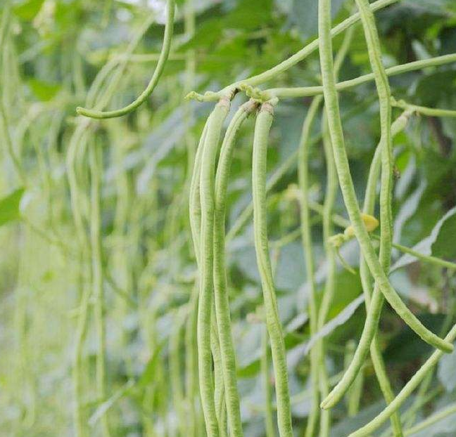 豇豆好吸收