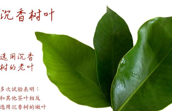  你喝过沉香叶茶吗？知道沉香叶茶的功效与作用是什么吗？