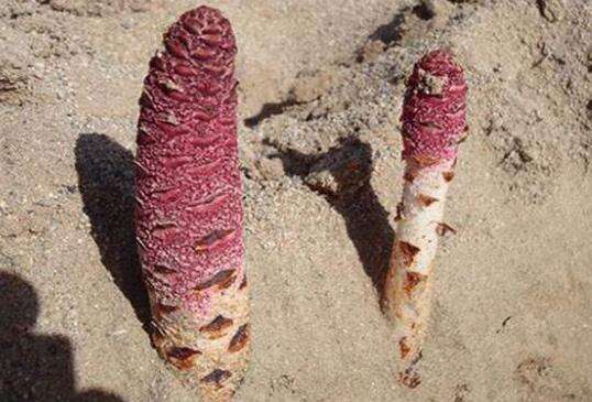 肉苁蓉可以补益精血