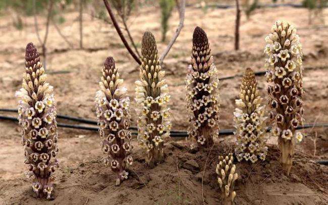 肉苁蓉泡酒可以补血