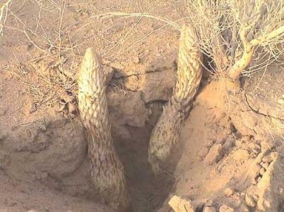  肉苁蓉的食用禁忌有哪些？你都了解吗？