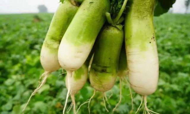 不能和柿子一起吃