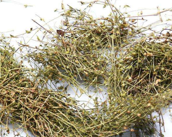 珍珠草可治红白痢疾