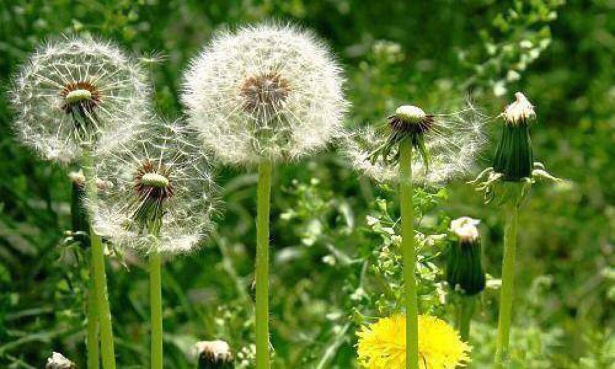 蒲公英抗菌消炎