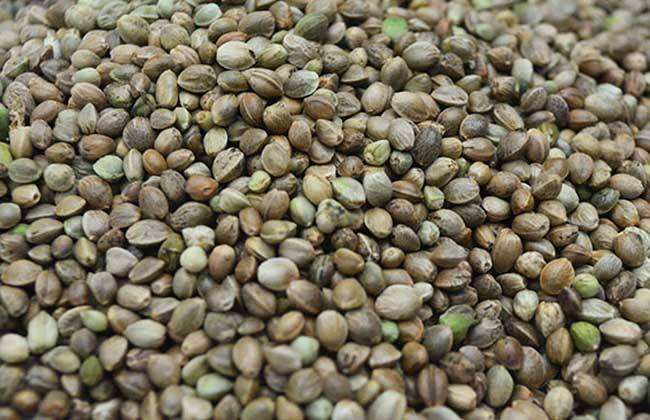 火麻仁可以补气血