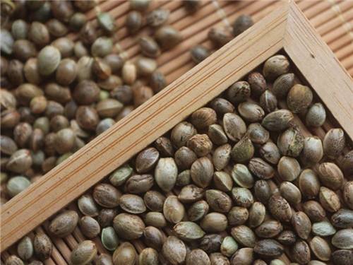 火麻仁能预防心脏疾病