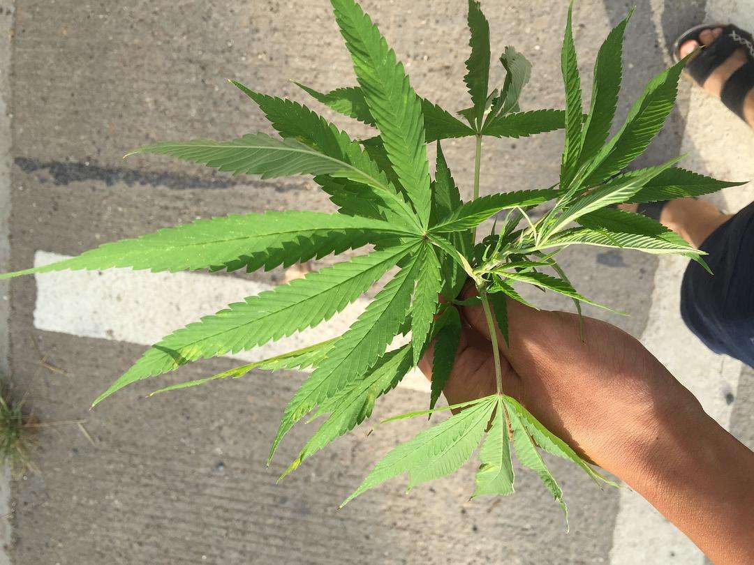 火麻仁过量会上瘾