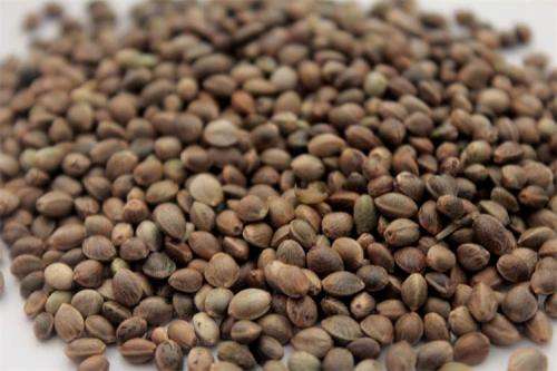  火麻仁的副作用？火麻仁虽好，但不可过量