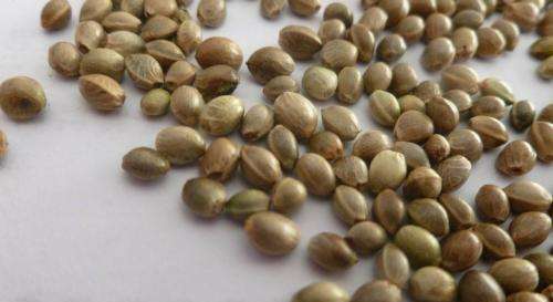  火麻仁油的功效和作用有哪些？它能增强记忆力、清除自由基?