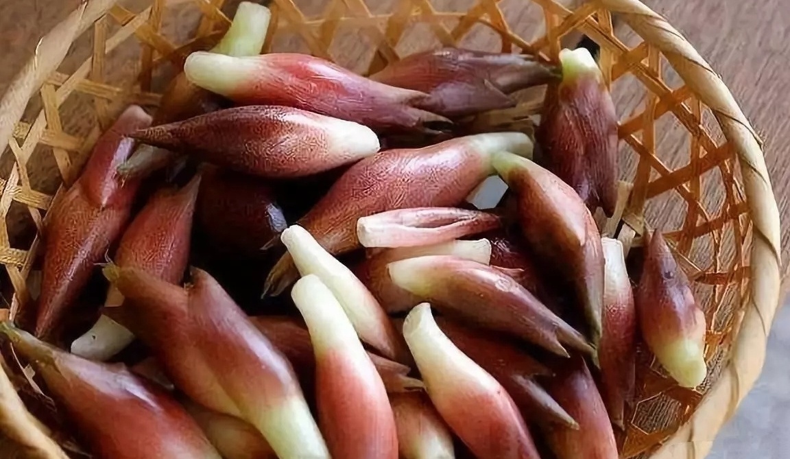  阳荷的功效与作用具体有哪些？可以起到什么作用？