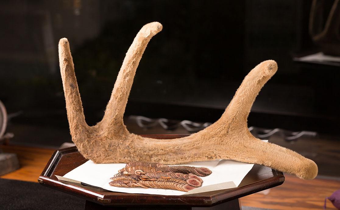 鹿茸促进组织再生