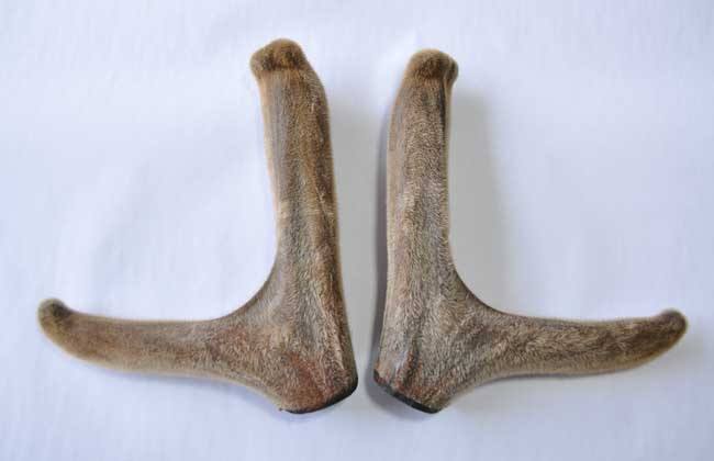 外感疾病不能服用