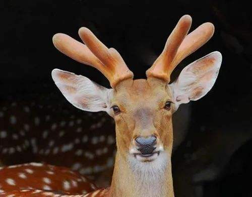  鹿茸的禁忌有哪些？关于鹿茸的食用禁忌