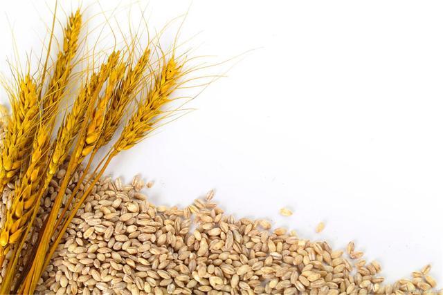  浮小麦的禁忌有哪些？这些人不适合吃浮小麦
