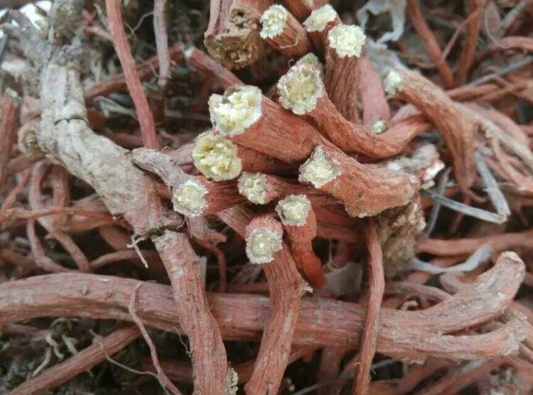 丹参可以预防糖尿病