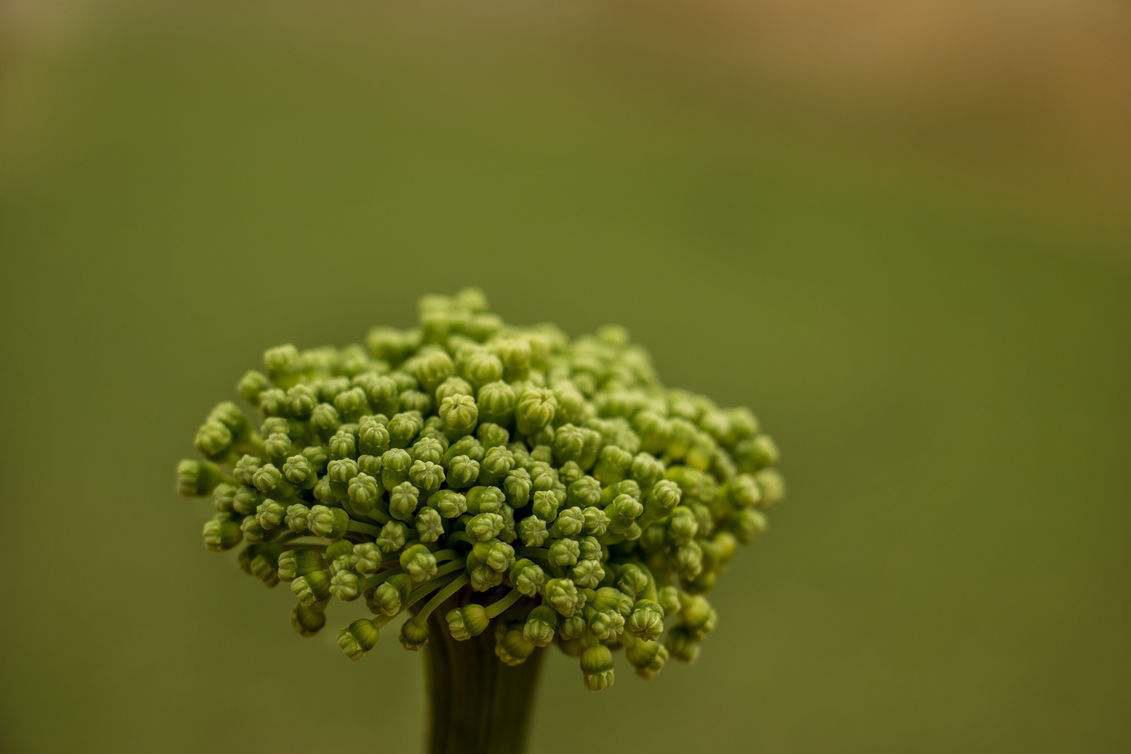 三七花可以降压降脂