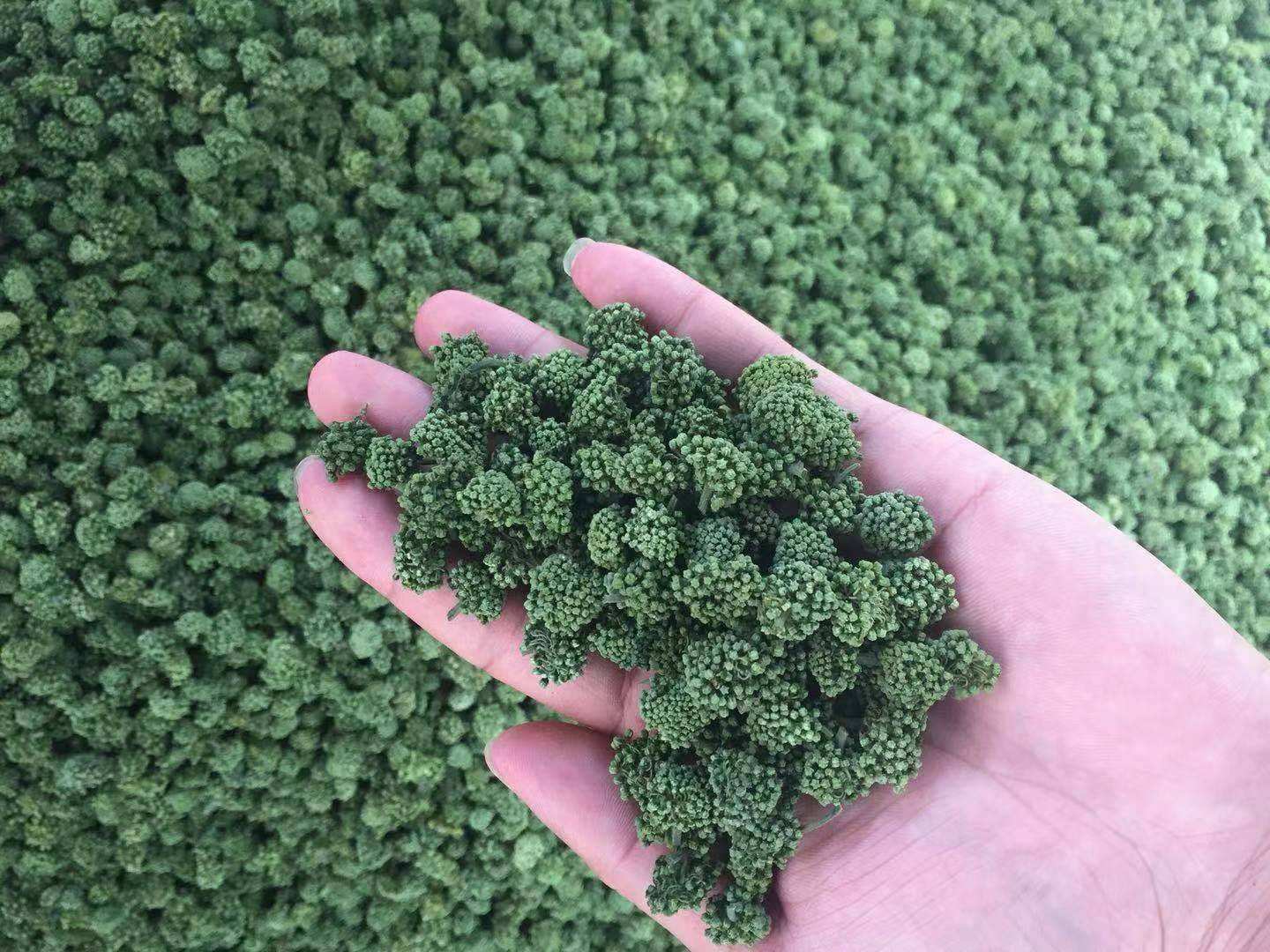  三七花的禁忌有哪些？这4种人不能吃三七花