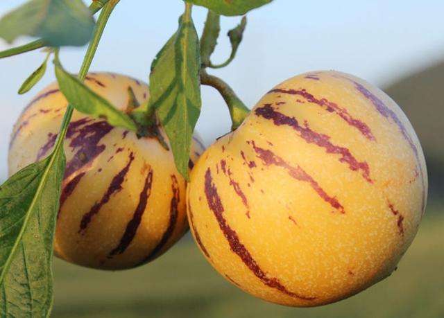 人参果可以抗菌消炎