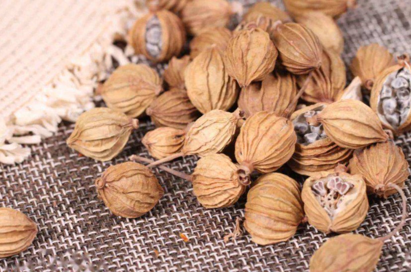 砂仁可以理气安胎