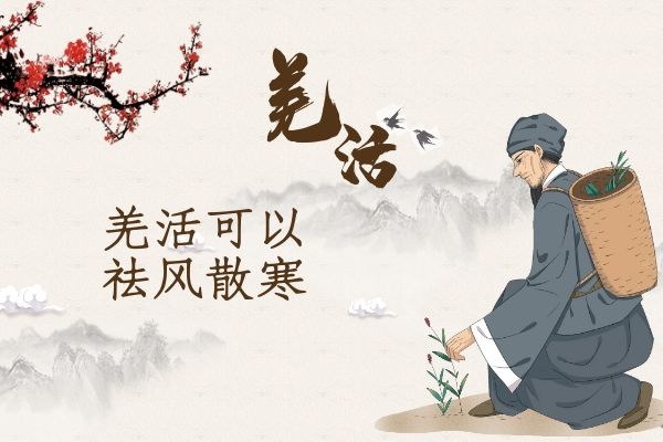  根茎中药羌活的功效与作用禁忌分别是什么呢？