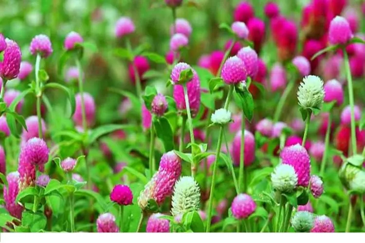  千日红的功效与作用有哪些？使用时有哪些禁忌呢？