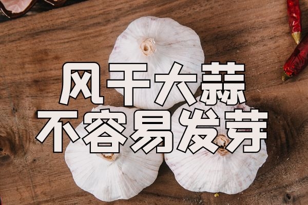 风干大蒜不容易发芽