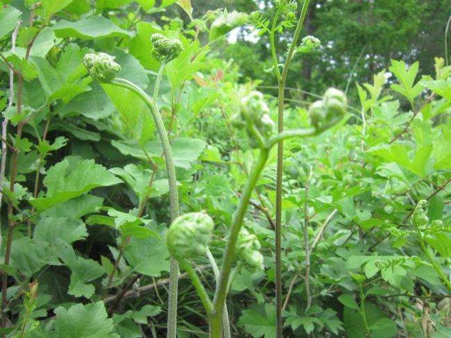  蕨菜有哪些功效与作用？蕨菜会致癌是真的吗？