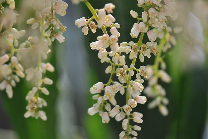  香椿树这几个部位的功效与作用你知道吗？