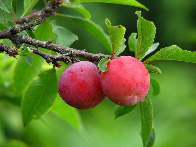  李子的功效与作用是什么？孕妇能吃吗？