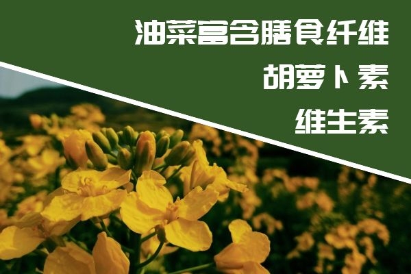  油菜有哪些营养价值？其功效与作用是什么？