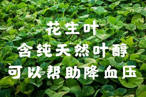  花生叶有药用价值？花生叶的功效与作用及禁忌是什么？