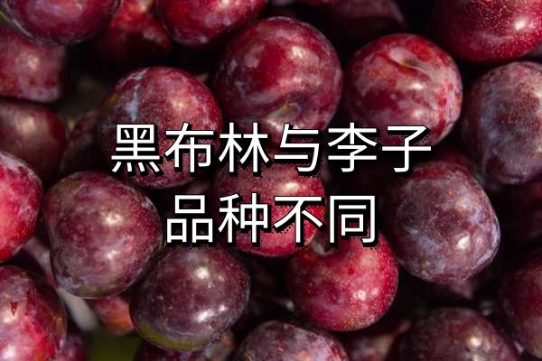  黑布林与李子的区别有哪些？
