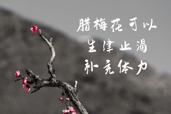  关于腊梅花的功效与作用，你知道多少？