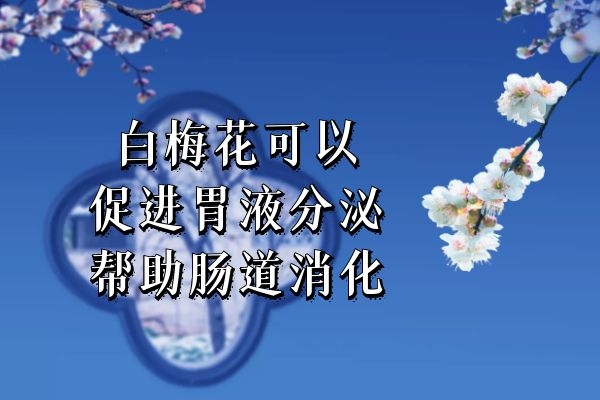  白梅花的功效与作用有哪些？